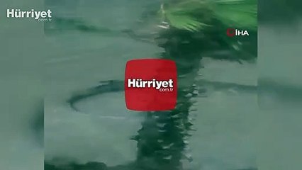 Sally Kasırgasının vurduğu ABD'de dev timsahlar sokağa indi