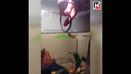 Çemberden atlayan akvaryum balığı!