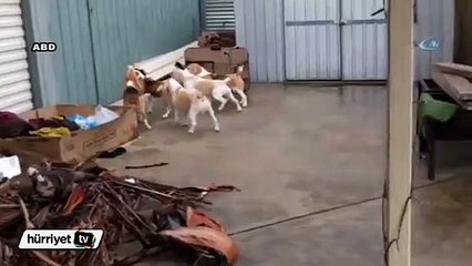 En sevdikleri oyun uzaktan kumandalı aracı kovalamak