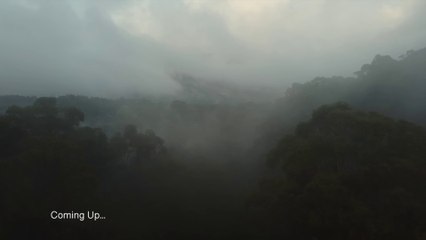 Rain ASMR - Solo Camping in a Rainforest from my Motorcycle - ((Silent Vlog))