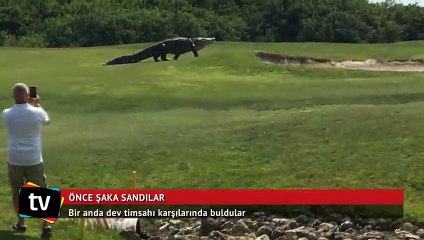 Bir anda dev timsahı karşılarında buldular