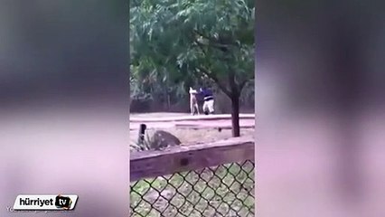 Hayvanat bahçesinde şaşırtan görüntü