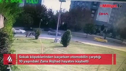 Köpeklerden kaçarken otomobil çarptı! 10 yaşındaki Zana öldü