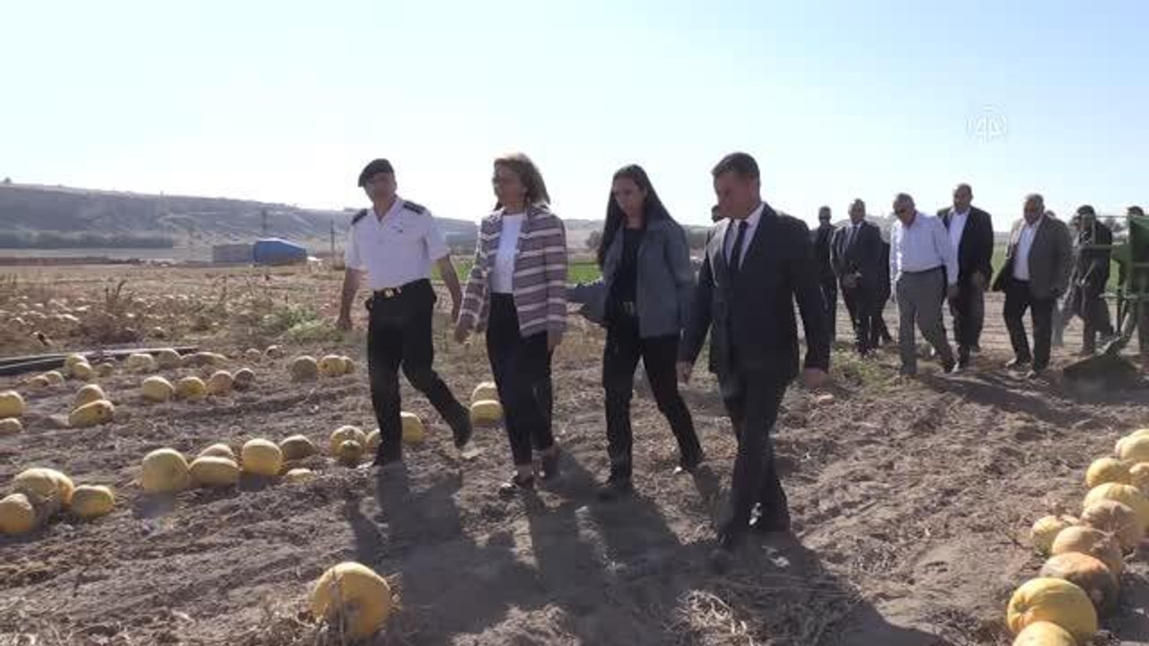 Nevşehir gündem haberleri: Nevşehir Valisi Becel, kadınlarla kabak çekirdeği ayıkladı