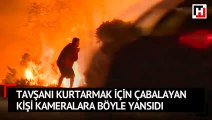 Tavşanı kurtarmak için çabalayan kişi kameralara böyle yansıdı