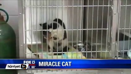 Kedi, gömüldükten 5 gün sonra hayata döndü