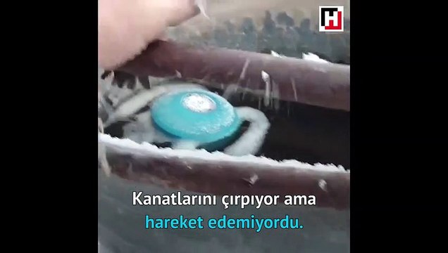 Soğuktan donan serçenin ayaklarını nefesiyle ısıttı