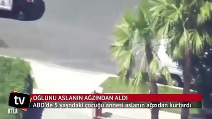 Oğlunu aslanın ağzından aldı