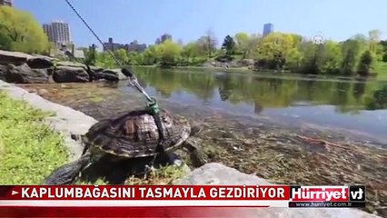 KAPLUMBAĞASINA TASMA TAKTI PARKTA GEZDİRDİ