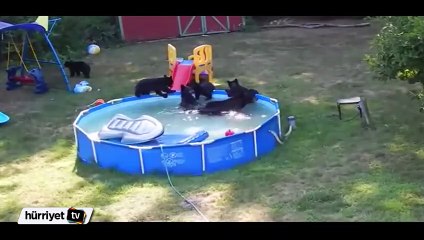 Ayı ailesinin havuz keyfi