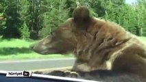 Otomobile girmeye çalışan ayı korkuttu