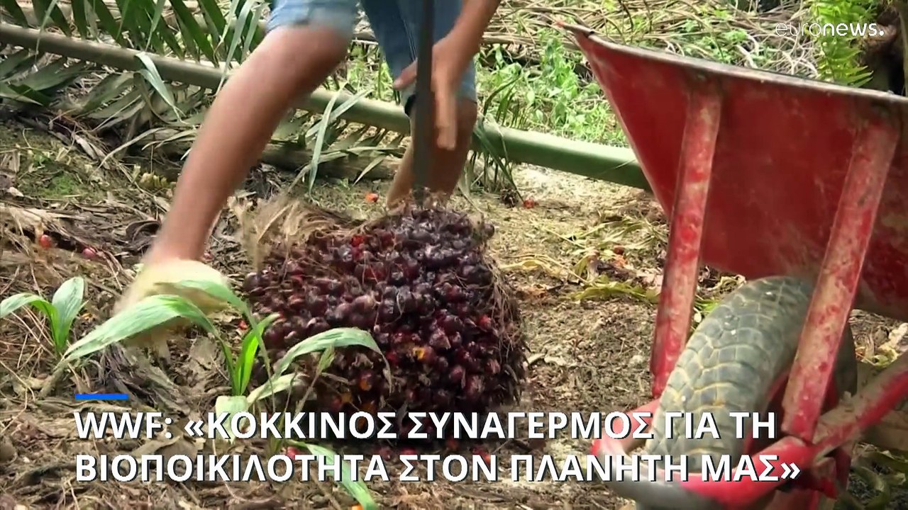 Εκθεση-σοκ από WWF: «Σε 50 χρόνια χάθηκε το 70% της άγριας πανίδας της γης»