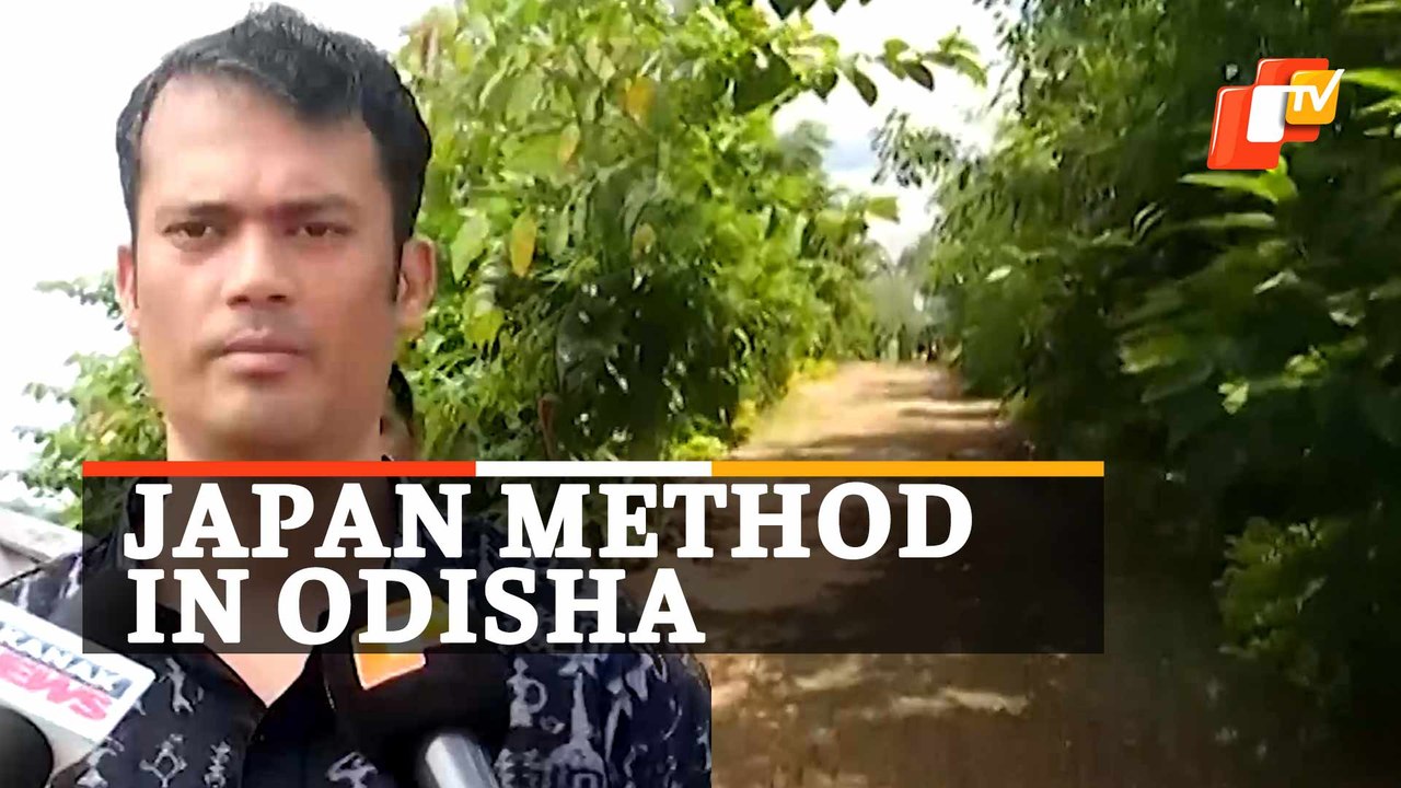 Watch How This Barren Land In Sambalpur Turned Dense Forest, Know About Japanese Miyawaki Method