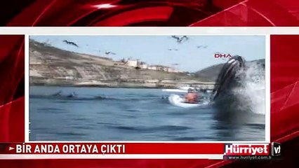 DEV BALİNAYI GÖRÜNCE ŞAŞKINA DÖNDÜLER