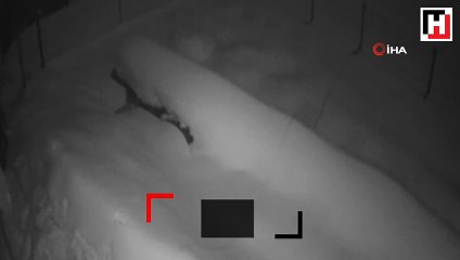 Aç kalan tilki köye indi