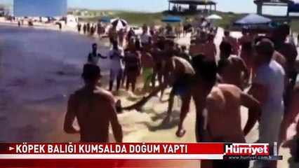 KÖPEK BALIĞI SAHİLDE BÖYLE DOĞUM YAPTI
