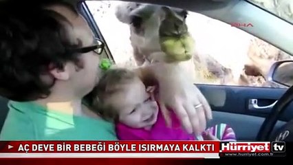 DEVE BEBEĞİN KAFASINI BÖYLE ISIRDI