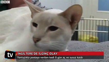Yanlışlıkla postaya verilen kedi 8 gün aç ve susuz kaldı