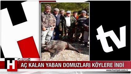 SİLİFKE'DE AÇ KALAN YABAN DOMUZLARI KÖYLERE İNDİ