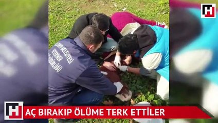 Aç bırakıp ölüme terk ettiler