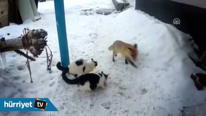 Tilkinin kedi ve kazla ekmek kapma mücadelesi