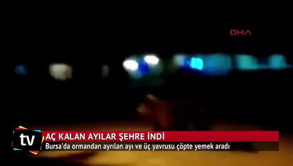 Aç kalan ayılar şehre inip çöpte yemek aradı