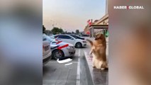Sahibine arabayı park etme konusunda yardımcı olan 'akıllı köpek'