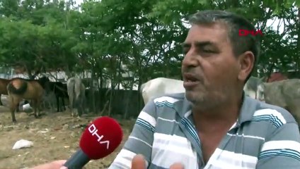 Adalar'a götürmek istiyordu, 14 at 1 haftadır boş arsada bekliyor