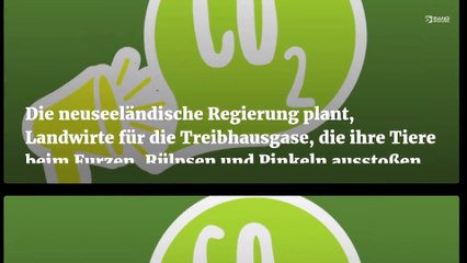 Neuseeländische Landwirte wütend über Kuhfurz-Steuerpläne
