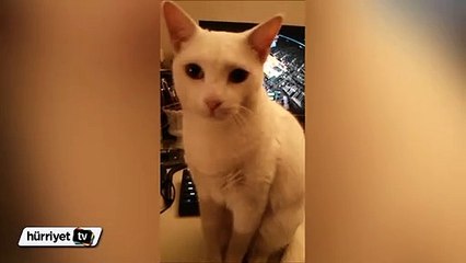 Acıktın mı? sorusunu duyunca dile gelen kedi