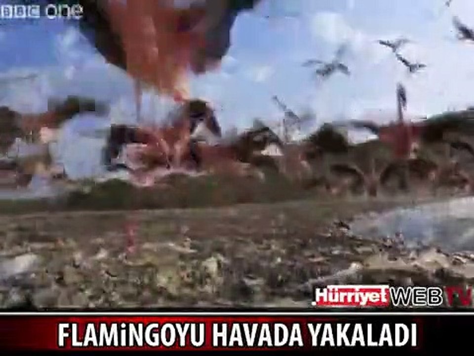 AÇ BABUN FLAMİNGOYU HAVADA YAKALADI
