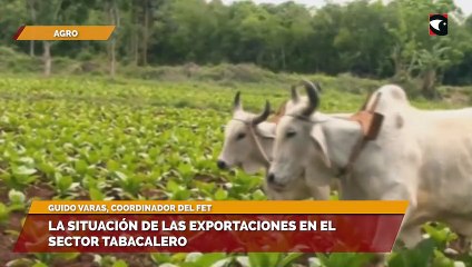 La situación de las exportaciones en el sector tabacalero