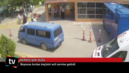 Boynuzu kırılan keçisini acil servise getirdi