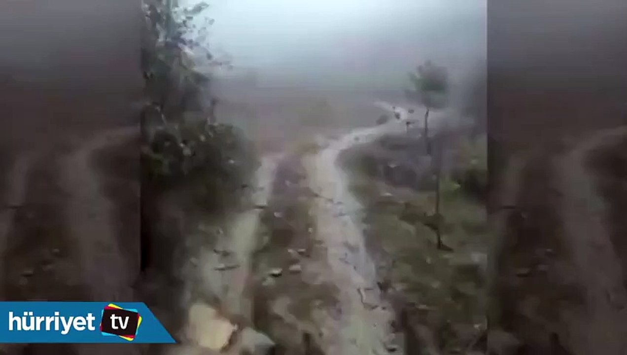 Uçan tavuklar