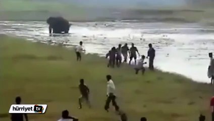 Kızgın fil Hintli adamı az daha öldürüyordu