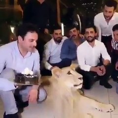 Elindeki pastayı aslanın suratına yapıştırdı