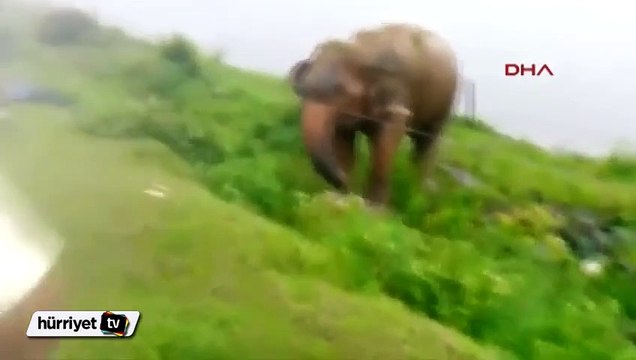 Sarhoş adamın fille oyunu az kalsın canından ediyordu