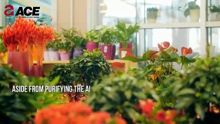 5 FENG SHUI PLANTS THAT PURIFY THE AIR | ACE GROUP INDIA