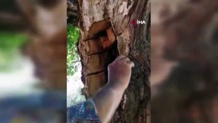 Ağaç gövdesinden çıktı, görenler hayrete düştü!