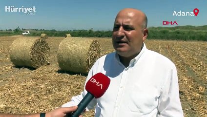 Mısır sapları, enerjiye dönüşüyor