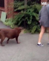 Ce chien veut absoluement ramener cette énorme branche chez lui