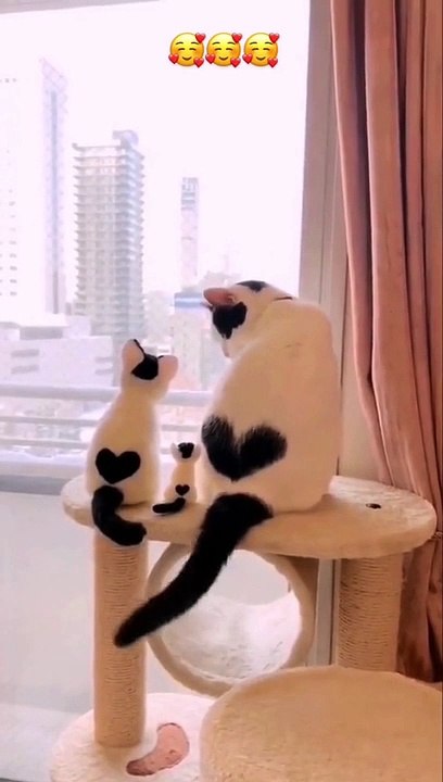 cute kitty