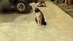 Possum Eats Cat Food in Front of Cats