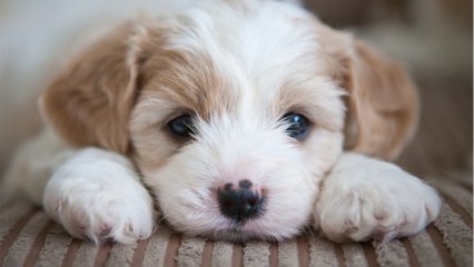 The puppy who ‘crumbles and urinates' of fear at the sight of people was found living in an old TV