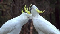 BIG WHITE BIRDS CARESSING EACH OTHER