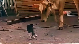 Billi And Bachdha / cat and cow #shorts #cat #cow