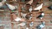 Fancy Pigeons Full Setup | दुनिया के सबसे खूबसूरत कबूतर एक बार देख लो दीवाने हो जाओगे।