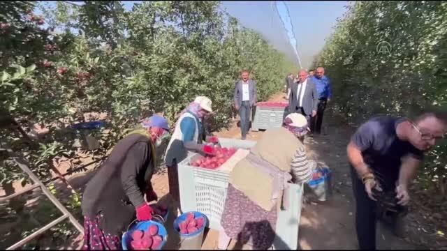 Isparta haber | Isparta elmasının ihracat pazarı artırılacak
