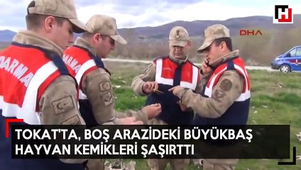 Tokat'ta, boş arazideki büyükbaş hayvan kemikleri şaşırttı