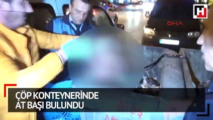 Çöp konteynerinde at başı bulundu